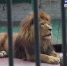 Zoopark - Липецкая ГТРК