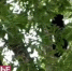 Прохожие сняли на видео медведей, залезающих на дерево в центре города - Мост ТВ