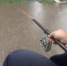 Рыбалку по дворе городской многоэтажки сняли на видео - Мост ТВ