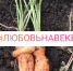 Сексуальная морковка уродилась в Липецке - LipetskMedia.Ru