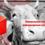 Увеличить - Управление ветеринарии