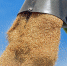 Элеваторы Липецкой области работают на полную мощность - LipetskMedia.Ru