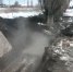 Проросшие в трубы корни тополей стали причиной порыва в Липецке (видео) - LipetskMedia.Ru