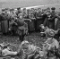 Липчан приглашают участвовать во Всероссийской акции «Семейные фотохроники Великой Отечественной войны» - Lipetsk.Ru