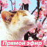 Прямой эфир «Весеннее обновление организма» - Lipetsk.Ru