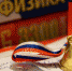 Последний звонок в Липецкой области растянется на неделю - Липецкая ГТРК