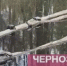 Жители сообщили о небывалом нашествии черепах на лесном озере - Мост ТВ