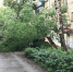 Во время грозы в Липецке упали 10 деревьев, повреждены два автомобиля, разбит балкон - Gorod48.ru