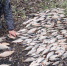 Липчане поймали сетями 46 килограммов рыбы на Матырском водохранилище - Липецкая ГТРК