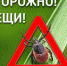 ОСТОРОЖНО КЛЕЩИ! - Центр СПИД