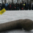В Ельце будут метать валенки - Gorod48.ru