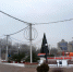 Ели с площади Петра раздробят в щепу или отвезут верблюдам - Gorod48.ru