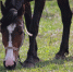 «КОННЫЙ ДВОР» - Управление ветеринарии