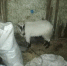 IMG-20230511-WA0001.jpg - УМВД Липецкой области
