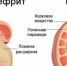 Осторожно гельминты! - ГУЗОТ Центр медицинской профилактики