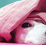 Глава Липецка жестко прошлась по руководству УК и «Квадры»: 56 домов — без тепла - Gorod48.ru