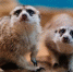Во время коммунальной аварии животных в липецком зоопарке обогревали с помощью тепловых пушек - LipetskNews.Ru