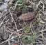 Гранату времен Великой Отечественной нашли в огороде в селе под Липецком - Липецкая ГТРК
