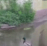 Селезень облюбовал озеро у многоквартирного дома в Липецке — водоем образовался после коммунальной аварии - МОЁ! Липецк