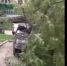 В Липецке дерево упало на припаркованные автомобили - МОЁ! Липецк