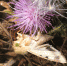 hlopkovaya_sovka-got.jpg - Gorod48.ru