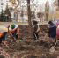 140 красных дубов высадили на месте сухостоя на Водопьянова в Липецке - Липецкая ГТРК