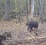 В Липецкой области семейство кабанов попало в фотоловушку во время СПА-процедур - МОЁ! Липецк