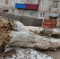 Упавший ствол дерева перегородил дорогу в Грязях - Gorod48.ru