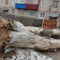 В Грязях рухнуло огромное дерево, перегородив проезд - МОЁ! Липецк