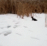 Поставки шкур норок из Липецка в Гонконг одобрил Россельхознадзор - Липецкая ГТРК