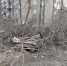 Три месяца во дворе на Липовской лежат спиленные деревья - Gorod48.ru