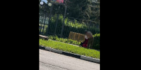 В Лебедяни пьяный мужчина роняет коляску с сыном: липецкий следком ведет проверку - Липецкая ГТРК