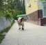 Гуляющие по Липецку коровы провоцировали ДТП и едва не зашли в офисное здание - МОЁ! Липецк