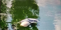 Установлена личность погибшего в пруду рыбака - Gorod48.ru
