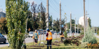 В Липецке на аллее Быханова сада высадили 32 декоративные яблони «Скарлет» - Липецкая ГТРК
