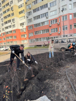 В микрорайоне «Победа» появились новые деревья