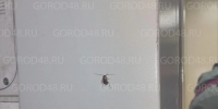 «Тараканы встречают жильцов прямо у лифта» - Gorod48.ru