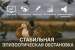 Профилактика высокопатогенного гриппа птиц даёт результаты