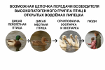 Профилактика высокопатогенного гриппа птиц даёт результаты