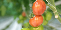 В Липецкой области дорожали почти все овощи, дешевела молочная продукция - Gorod48.ru