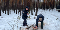 За незаконную рубку леса браконьер пойдет под суд - Министерство лесного хозяйства