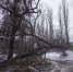 В центре Липецка упало дерево - Gorod48.ru