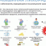 Профилактика гемморагической лихорадки с почечным синдромом - Роспотребнадзор
