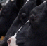 В Липецкой области усилили контроль за перевозками сельхозпродукции и животных - Липецкая ГТРК