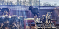 Дикие горные бараны муфлоны покоряют вершины липецкого зоопарка - Липецкая ГТРК