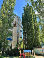 Евгения Фрай помогла решить проблему с аварийными деревьями в детсаду №135
