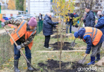 Дубы и катальпы посадят на улице Белана, а на улице Интернациональной — липы