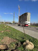 В Липецке озеленяют новый микрорайон