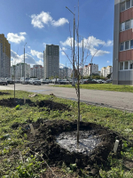 В Липецке озеленяют новый микрорайон