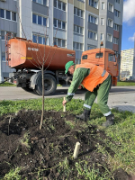 В Липецке озеленяют новый микрорайон